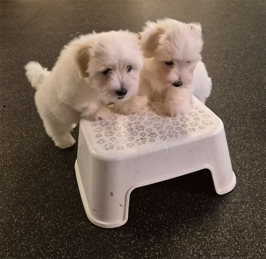 Jasper och Sessan på Amnis Hundhus 15 jan 2026